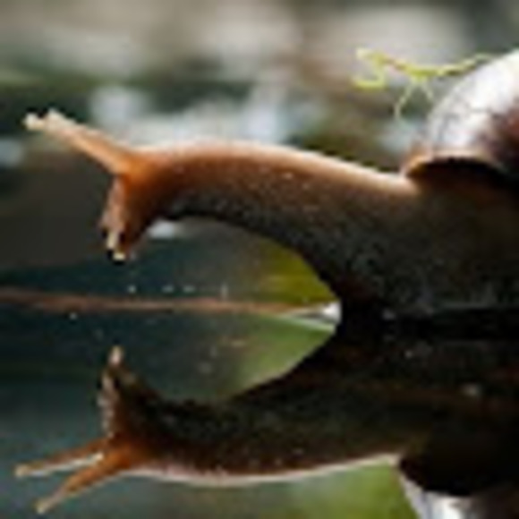 Meet your Posher, Aidan - Picture 1 of 1